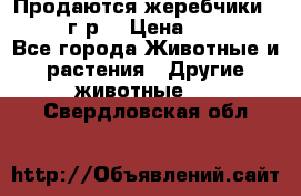 Продаются жеребчики 14,15 16 г.р  › Цена ­ 177 000 - Все города Животные и растения » Другие животные   . Свердловская обл.
